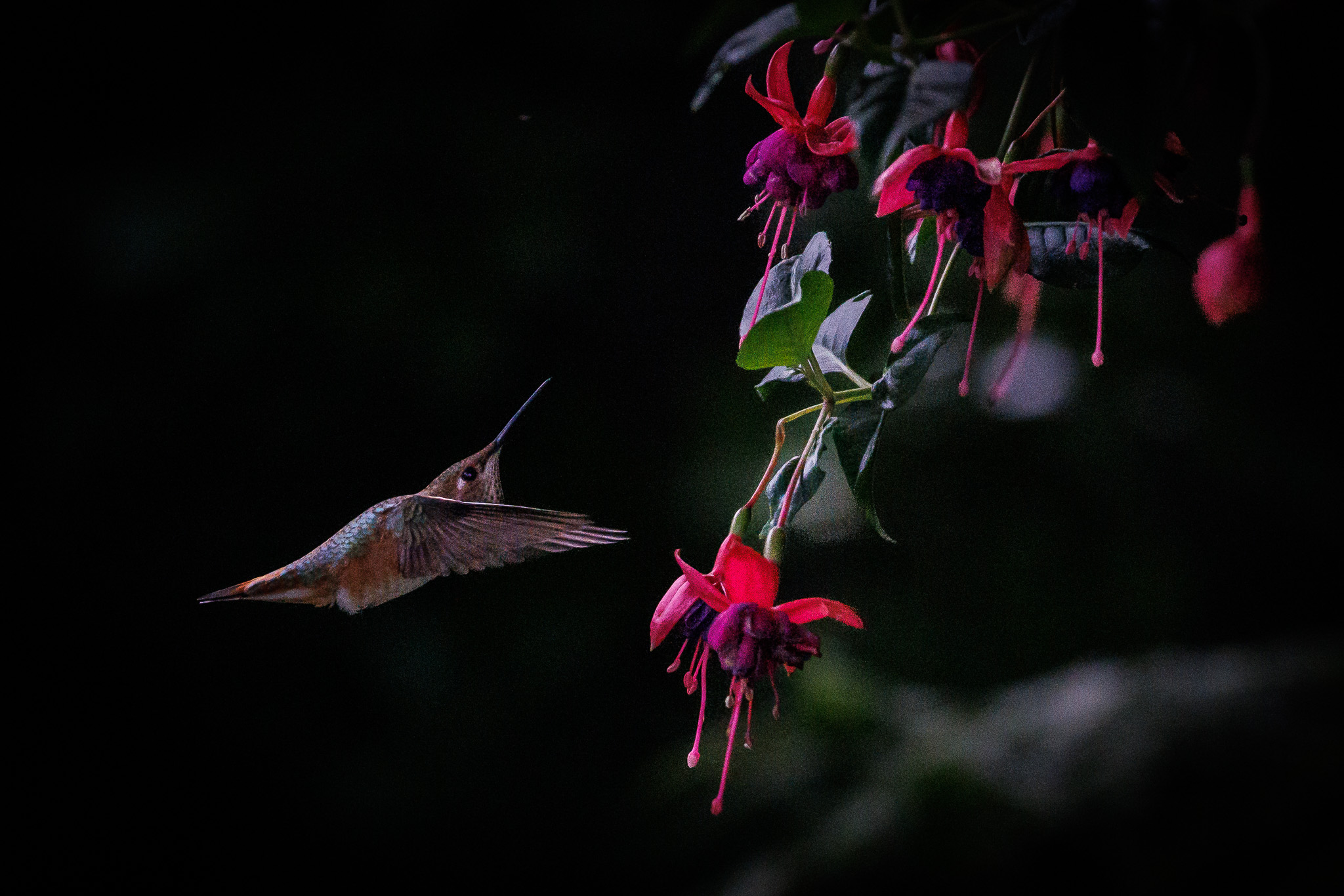 Wild Hummingbird hovers by flower against dark background