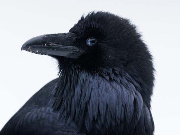 Wisdom raven portrait
