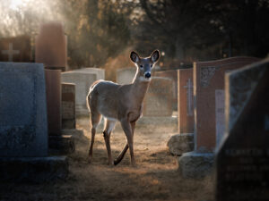 A doe walks through a cemetery with sun rays around her