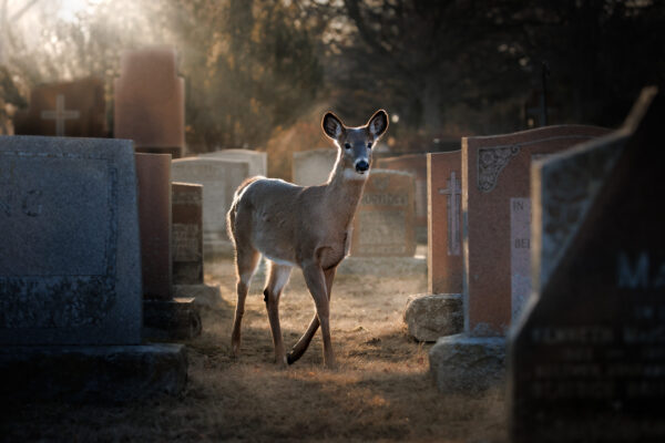 A doe walks through a cemetery with sun rays around her