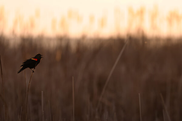 Red-winged blackbird at sunrise in Ontario Canada