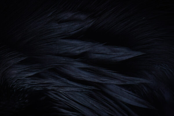 Raven feathers detailed closeup