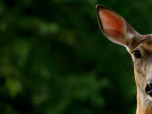 A white-tailed deer doe stares at the camera