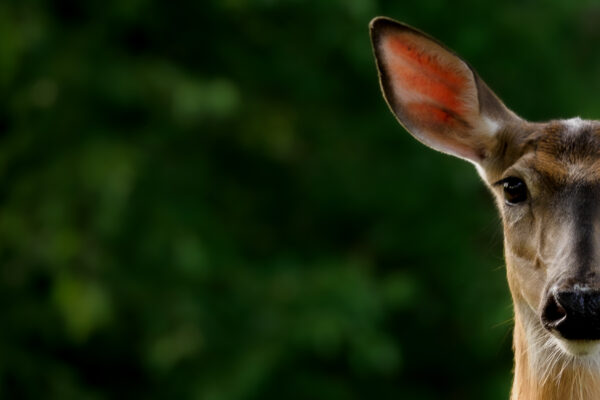 A white-tailed deer doe stares at the camera