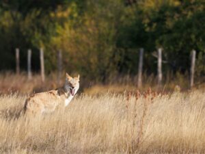 Prairie Dog Coyote Saskatchewan Field