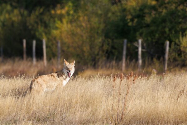 Prairie Dog Coyote Saskatchewan Field