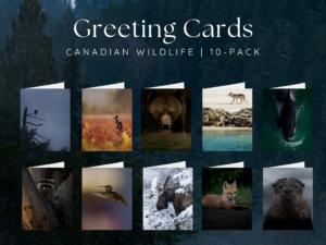 Wildlife greeting cards