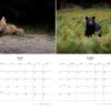 2025 Wildlife Calendar - Image 4