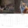 2025 Wildlife Calendar - Image 6