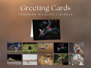 Greeting Cards - Canadian wildlife