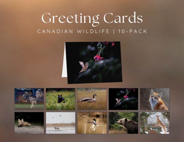 Greeting Cards - Canadian wildlife